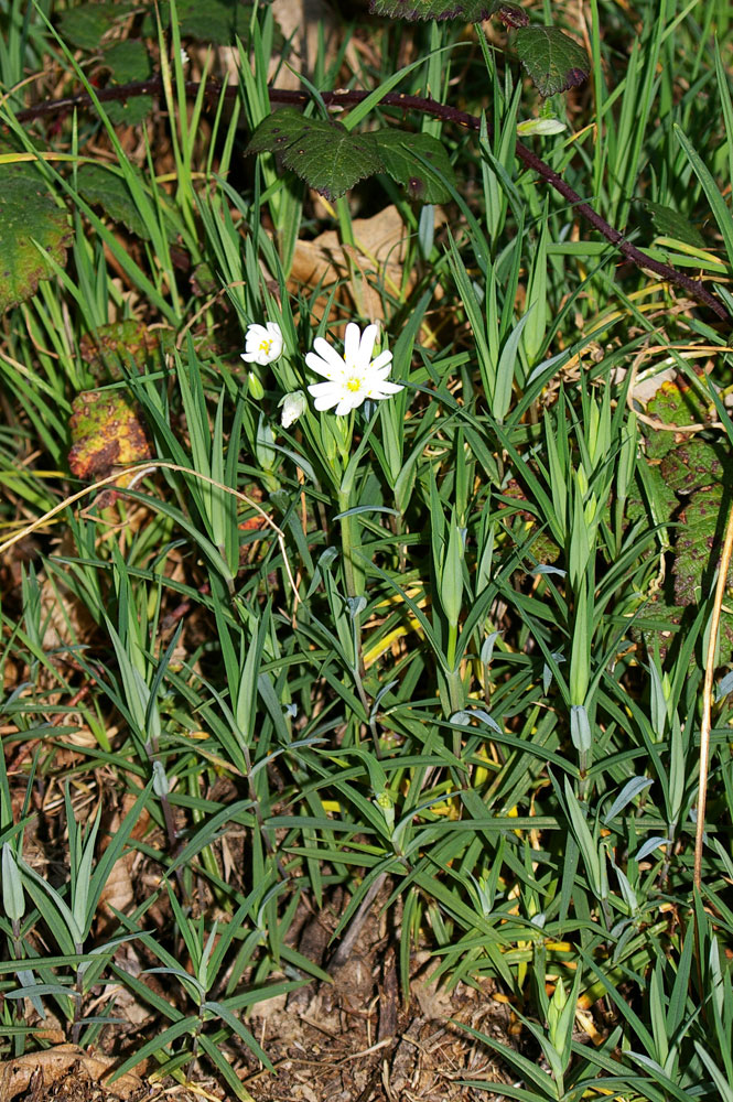 Rabelera holostea (=Stellaria holostea) / Centocchio garofanina